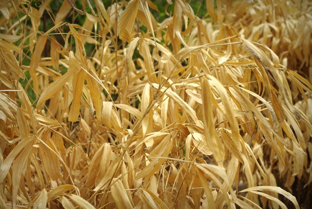 How To Save A Dying Bamboo Shoot at Erik Stevens blog